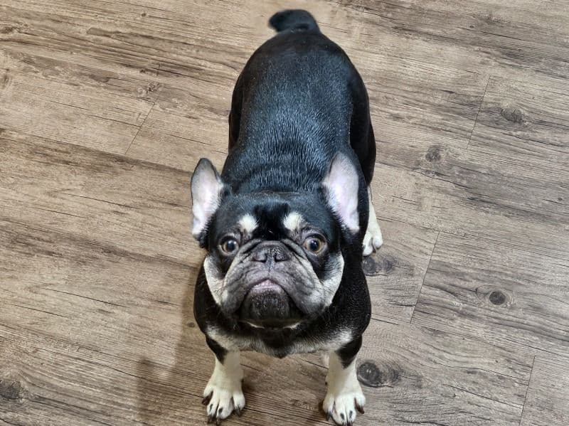 Lola primary photo