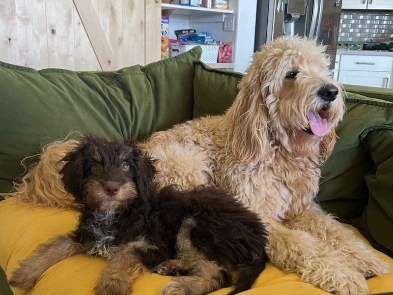 Goldendoodle 4 years 6 months old male large named Draco for breeding in Maricopa County, Arizona | Petmeetly