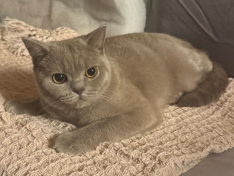 Kira primary photo