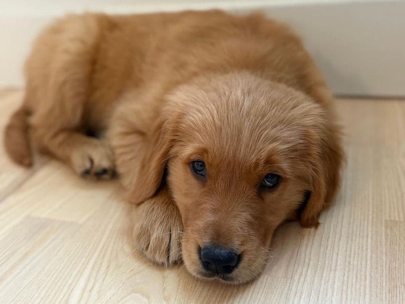 Golden Retriever 1 year 1 month old male large named Dodger for breeding in Collin County, Texas | Petmeetly