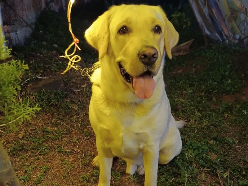 Labrador Retriever 4 years 7 months old male large named Dodo for breeding in Bangalore Division, Karnataka | Petmeetly