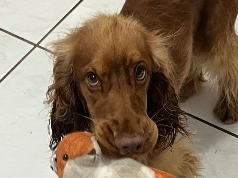 English Cocker Spaniel 1 year 7 months old male medium named Mango for breeding | Petmeetly