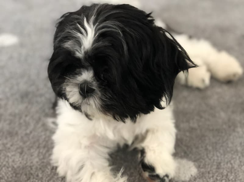 Shih Tzu 4 years 2 months old male small named Chester for breeding in Cook County, Illinois | Petmeetly