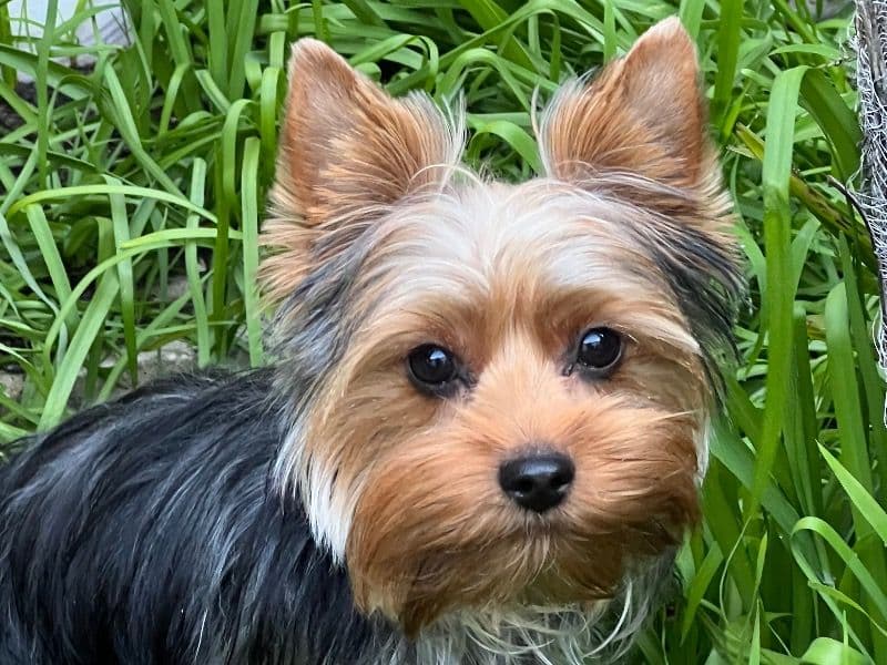 Trixie primary photo