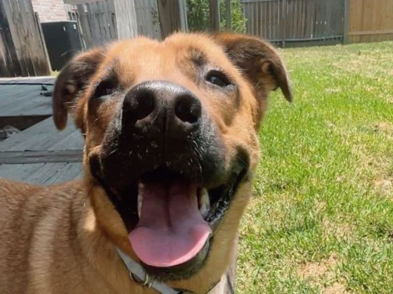 Black Mouth Cur 1 year 2 months old male medium named Charlie for sale | Petmeetly