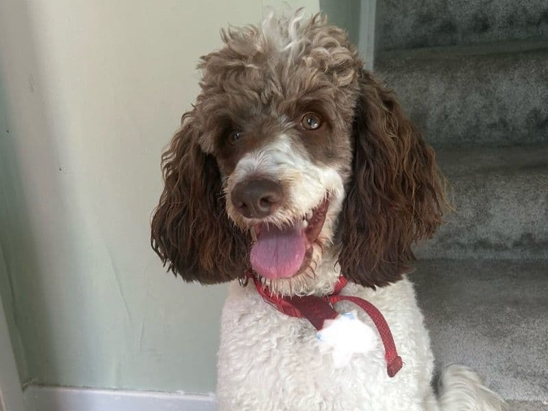 Sproodle 2 years 5 months old male medium named Georgie for breeding in South Lanarkshire, Scotland | Petmeetly
