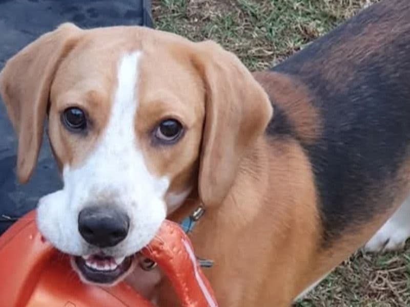 Beagle 6 years 7 months old male medium named Charley for breeding in Goulburn Mulwaree Council, New South Wales | Petmeetly