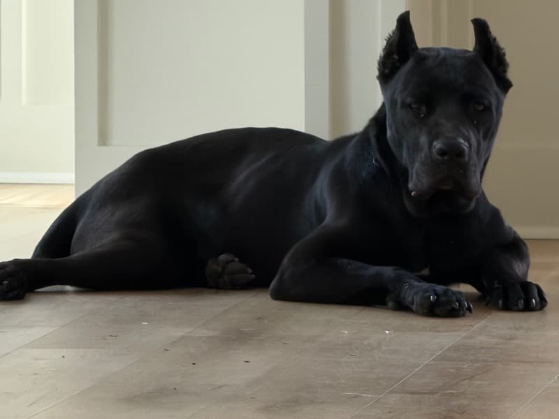 Cane Corso 1 year old female large named Medusa for breeding in New Hanover County, North Carolina | Petmeetly