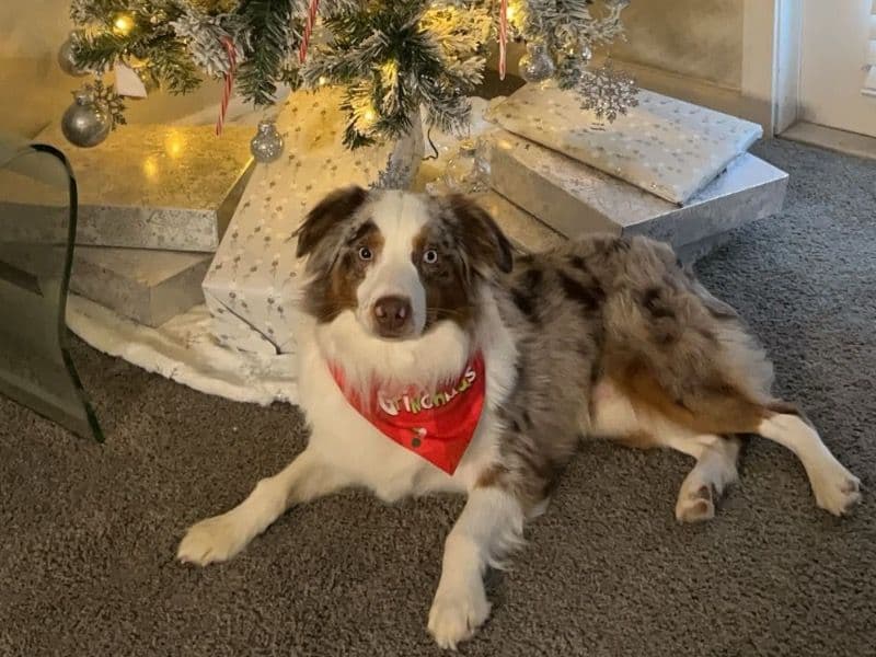 Australian Shepherd 3 years 8 months old male medium named Zeus for breeding in Miami-Dade County, Florida | Petmeetly
