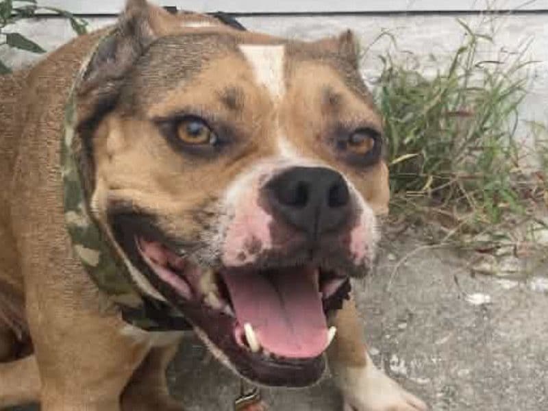 Leelee - American PitBull Terrier | Petmeetly