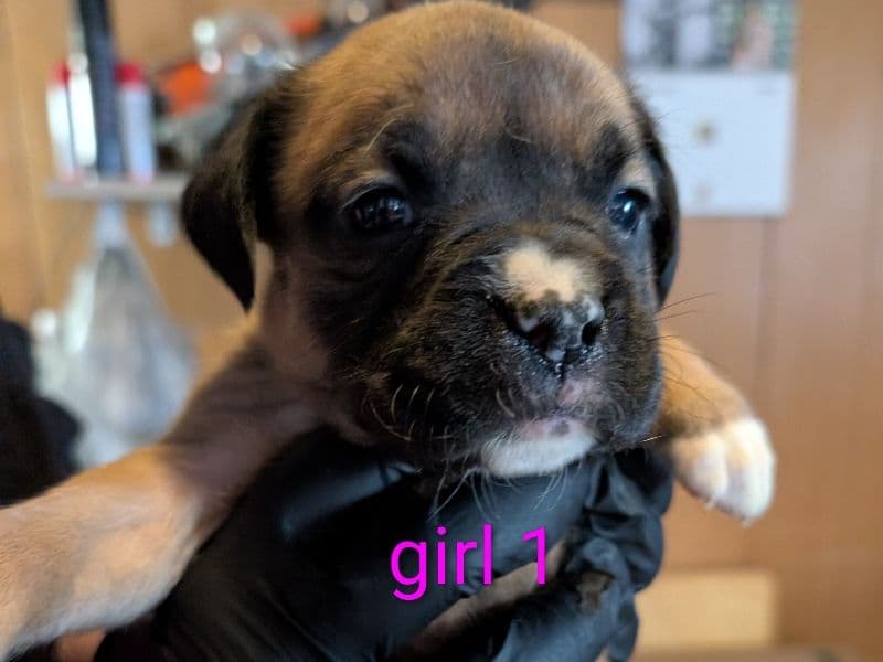 Boxer 1 month old female small named Girl 1 for sale in McLean County, Illinois | Petmeetly