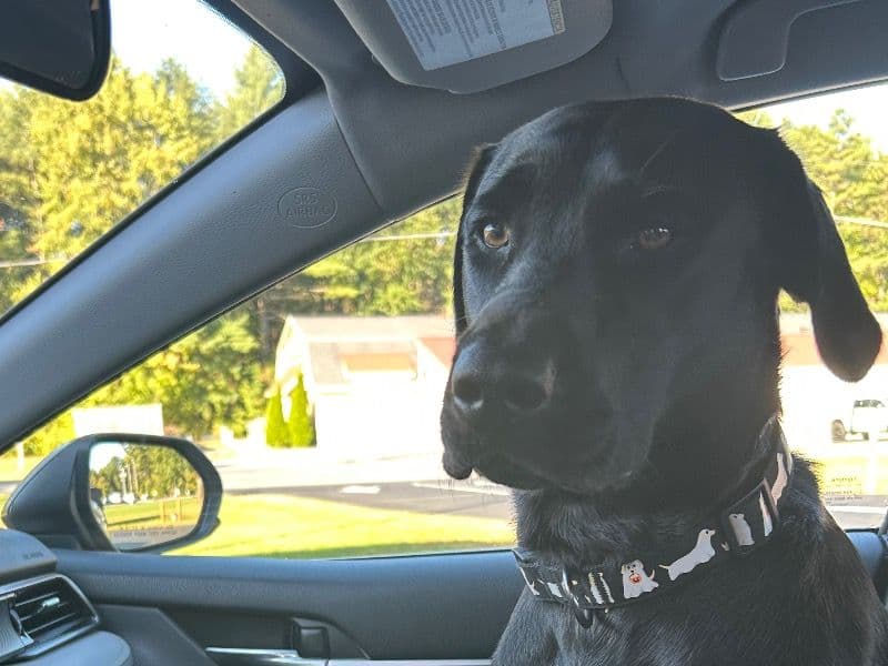 Labrador Retriever 2 years old female medium named Maggie for breeding in Gansevoort, New York | Petmeetly