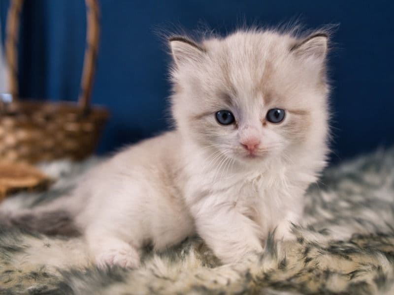 Ragdoll 2 months old male named June's Litter for sale in Georgia | Petmeetly