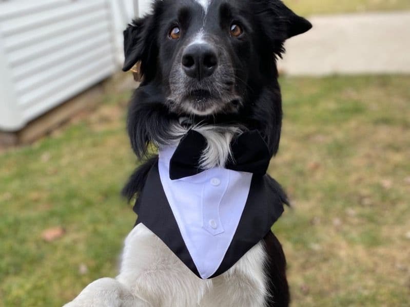 Koda primary photo