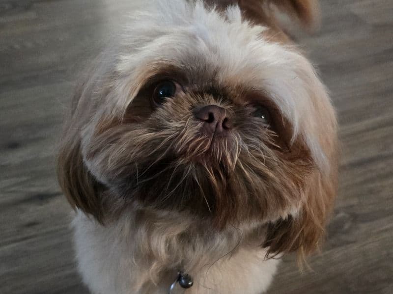 Nugget primary photo