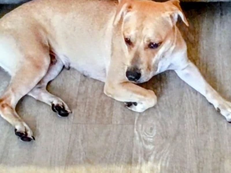 Chihuahua 1 year 8 months old female medium named Sandy for adoption in Richmond, Virginia | Petmeetly