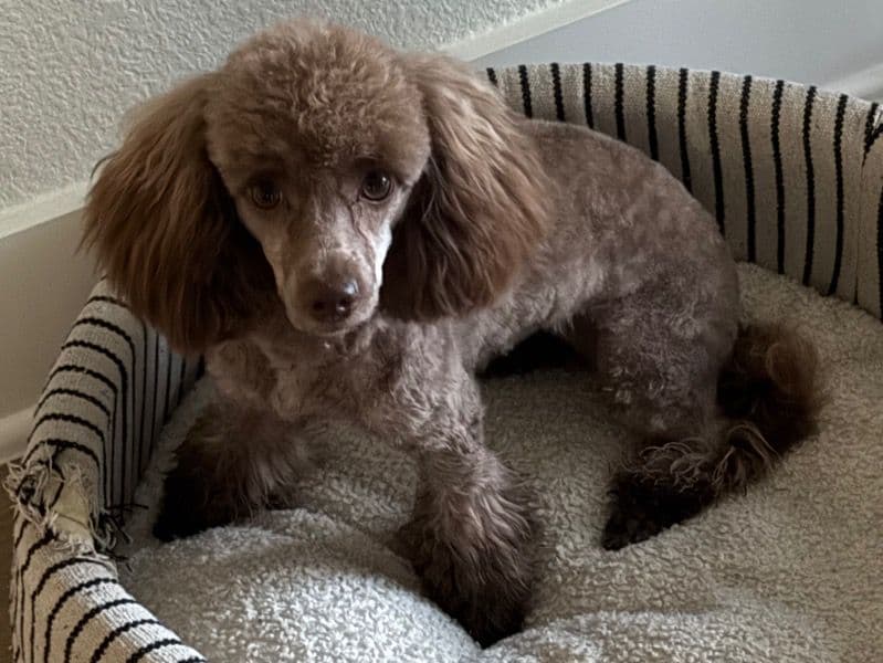 Coco primary photo