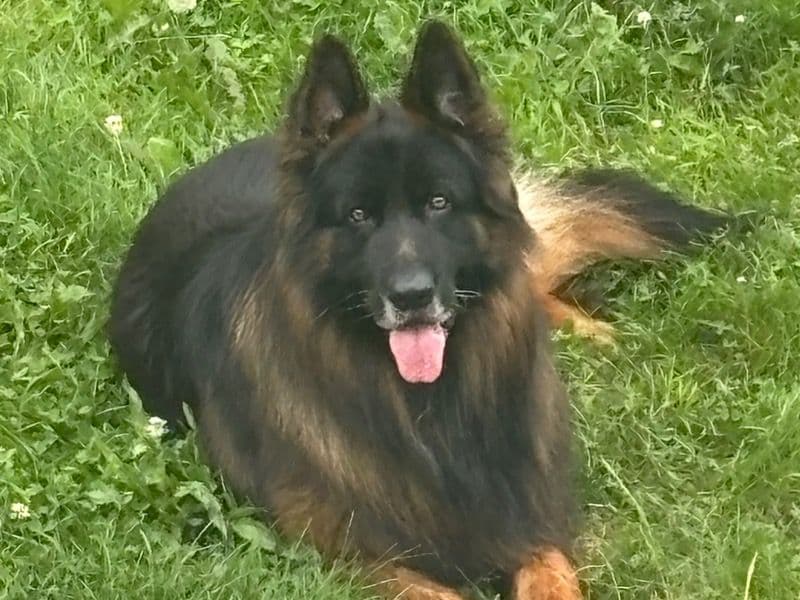 German Shepherd 4 years 10 months old male large named Sir Sig for breeding in Schuylkill County, Pennsylvania | Petmeetly