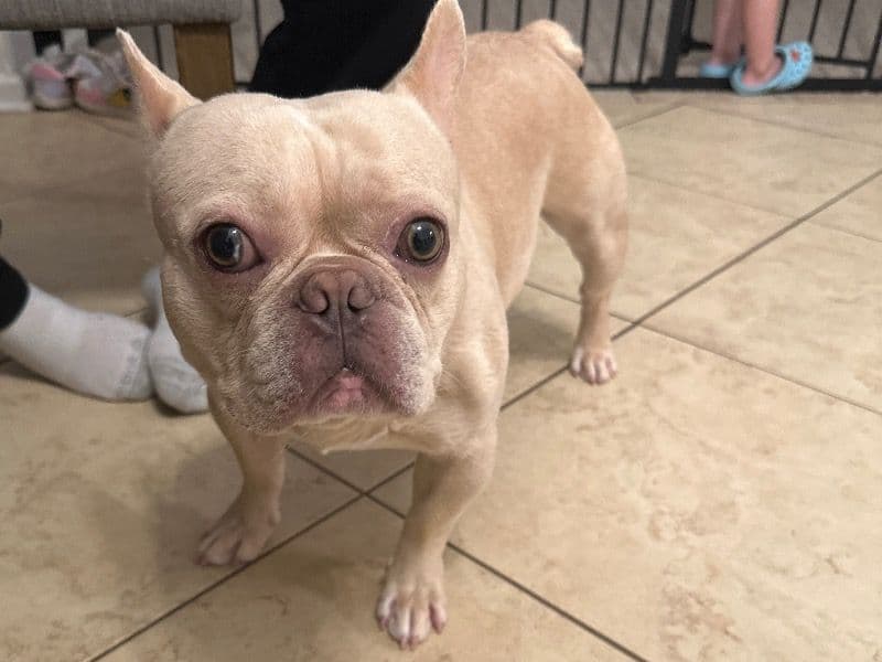 French Bulldog 1 year old male medium named Biggie for breeding in Gwinnett County, Georgia | Petmeetly