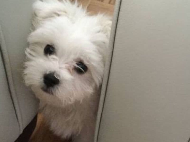 Basset Retriever 1 year 4 months old female medium named Daisy for sale in Los Angeles County, California | Petmeetly