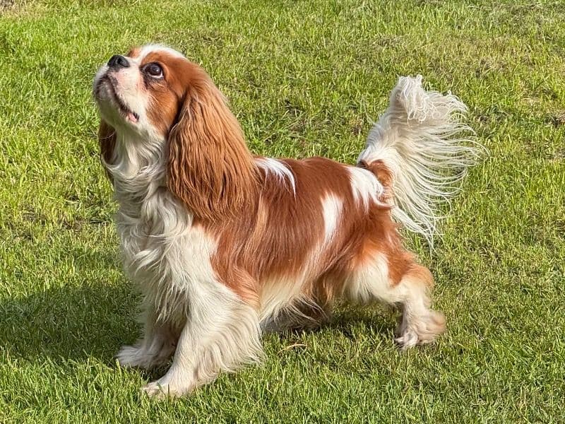 Cavalier King Charles Spaniel 1 year 6 months old male medium named Phoenix for breeding in Jūrmala | Petmeetly