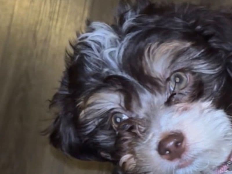 Shih Tzu 4 months old female small named Mocha for sale in Suffolk County, Massachusetts | Petmeetly