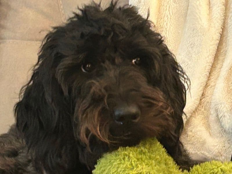 Labradoodle 2 years 1 month old female medium named Minnow for breeding in Sacramento County, California | Petmeetly