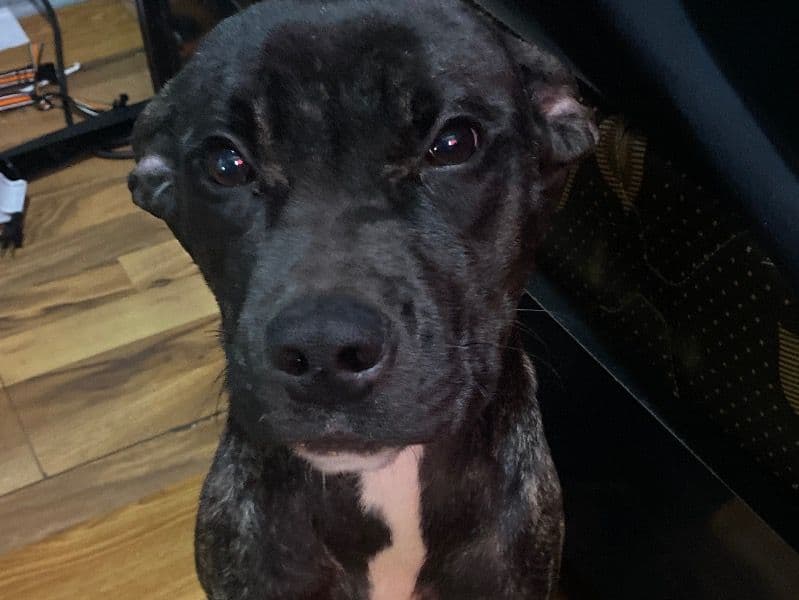 Cane Corso 7 months old female medium named Queen for sale in Lake County, Indiana | Petmeetly