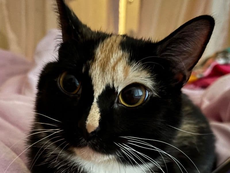 Cleo primary photo
