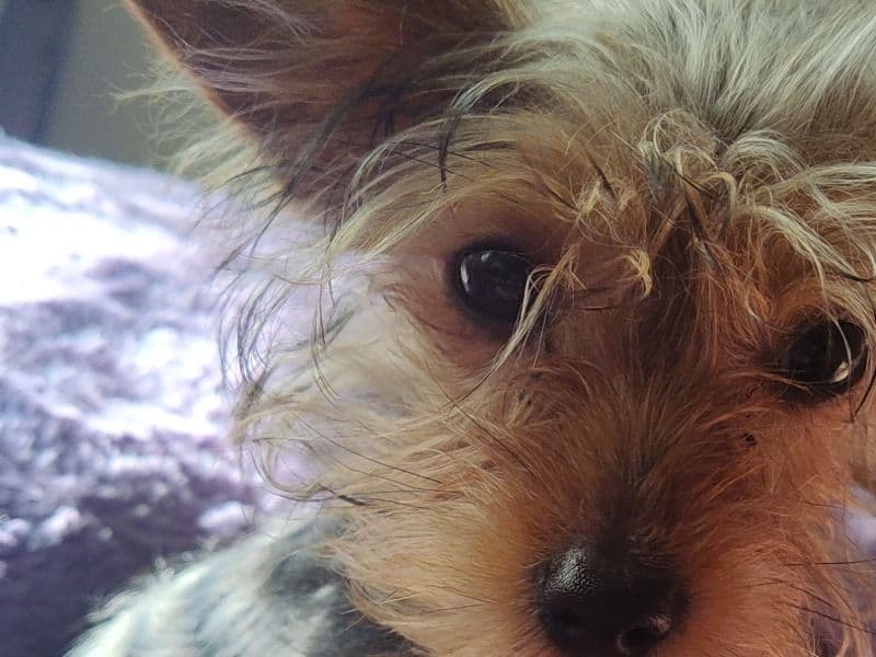 Teacup Yorkshire Terrier 4 years old male small named Coda for breeding in Lee County, Mississippi | Petmeetly