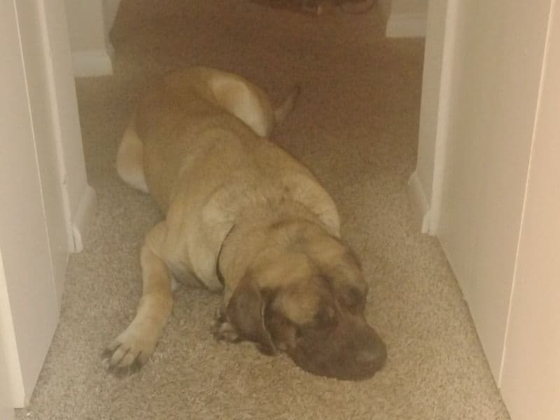English Mastiff 3 years 10 months old male extra large named Drako for breeding in Cobb County, Georgia | Petmeetly