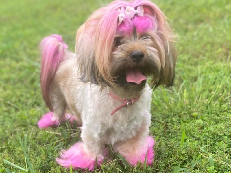 Shih Tzu 4 years old female medium named Lucypearl for breeding in Montgomery County, Maryland | Petmeetly