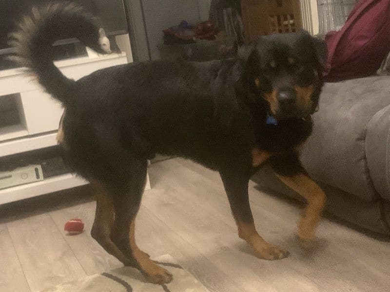 Rottweiler 3 years 1 month old male large named Zaba for breeding in Greater Manchester, England | Petmeetly