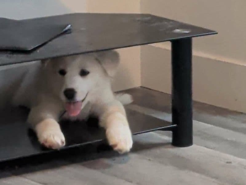 Great Pyrenees 4 months old female medium named Ghost for sale in Weber County, Utah | Petmeetly