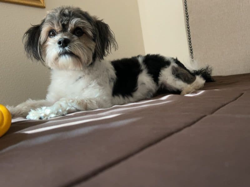 Domino primary photo