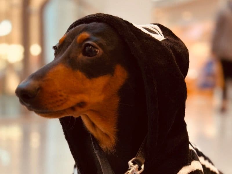 Miniature Dachshund 2 years 6 months old male small named Pepito for breeding in Wrexham Principal Area, Wales | Petmeetly