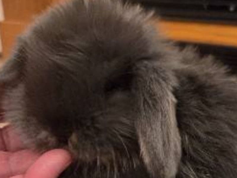 Lamar - Holland Lop | Petmeetly