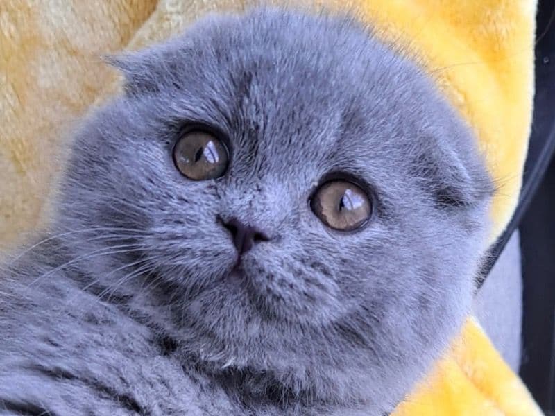 Scottish Fold 5 months old female named Bella for sale in Cook County, Illinois | Petmeetly