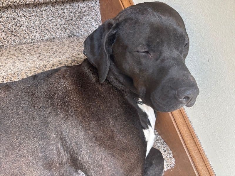 American PitBull Terrier 3 years 5 months old female medium named Kate for breeding in Cherokee County, Georgia | Petmeetly