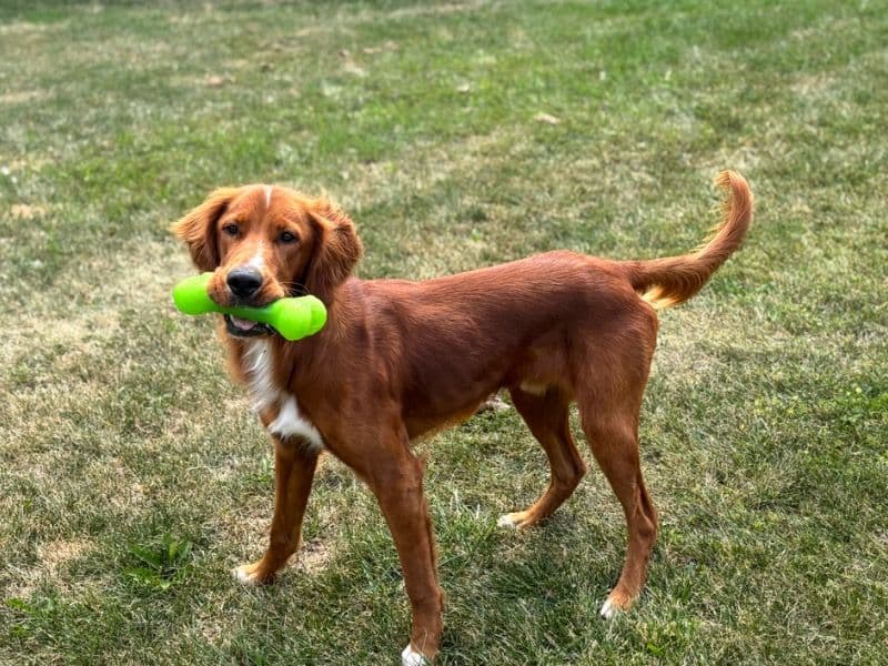 Irish Red and White Setter 1 year old male large named Gus for breeding in Eaton County, Michigan | Petmeetly