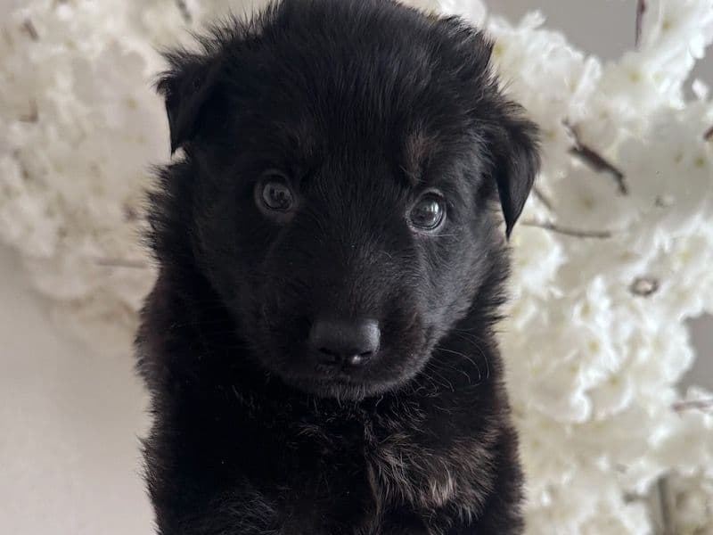 Black German Shepherd 1 month old male small named Jack for sale in Hillsborough County, Florida | Petmeetly