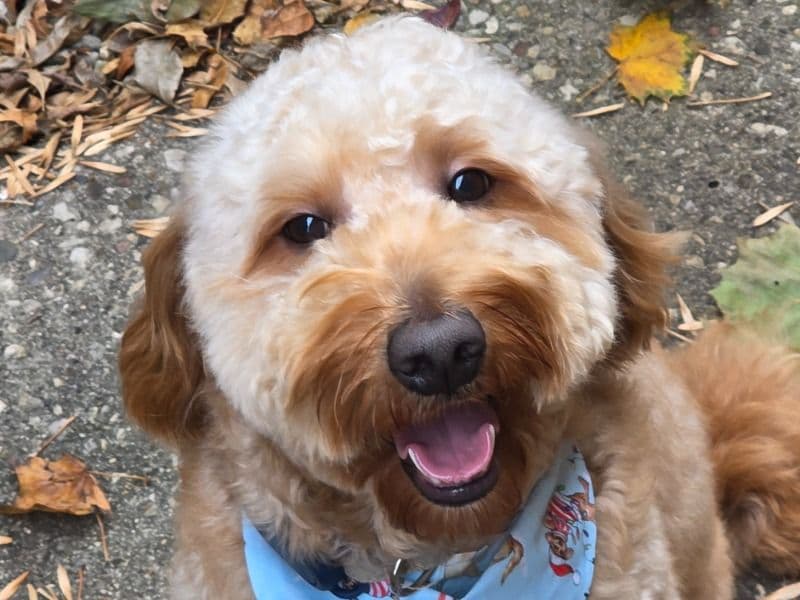 Goldendoodle 2 years old male medium named Teddy for breeding in Cook County, Illinois | Petmeetly