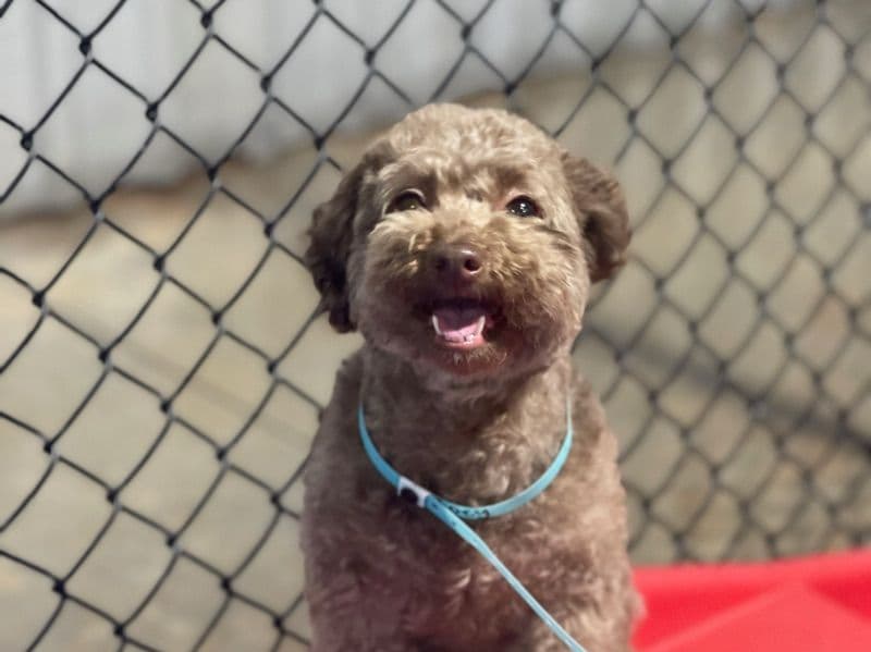 Toy Poodle 3 years old female small named Zoey for breeding in Anderson County, South Carolina | Petmeetly