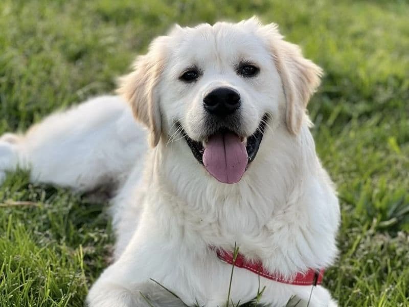 English Golden Retriever 1 year 10 months old male medium named Mac for breeding | Petmeetly