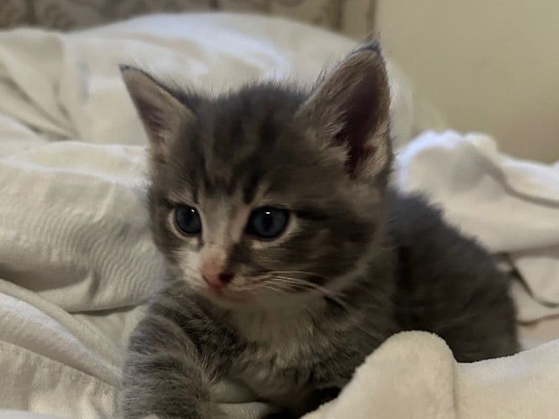 Pablo primary photo