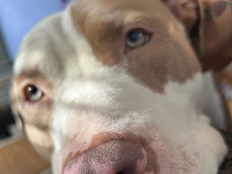 American PitBull Terrier 3 years old male large named Remy for breeding in Fond du Lac County, Wisconsin | Petmeetly