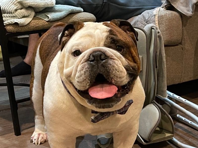 Winston primary photo