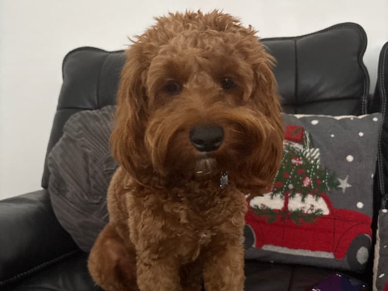 Cavapoo (Cavadoodle) 1 year old male small named Alfie for breeding in Merseyside, England | Petmeetly