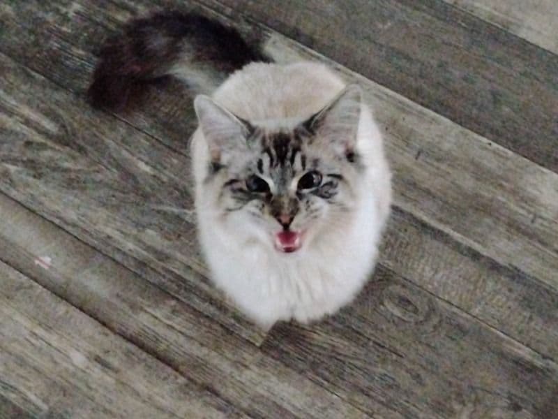 Siamese 9 months old male named Moose for adoption in Arkansas | Petmeetly