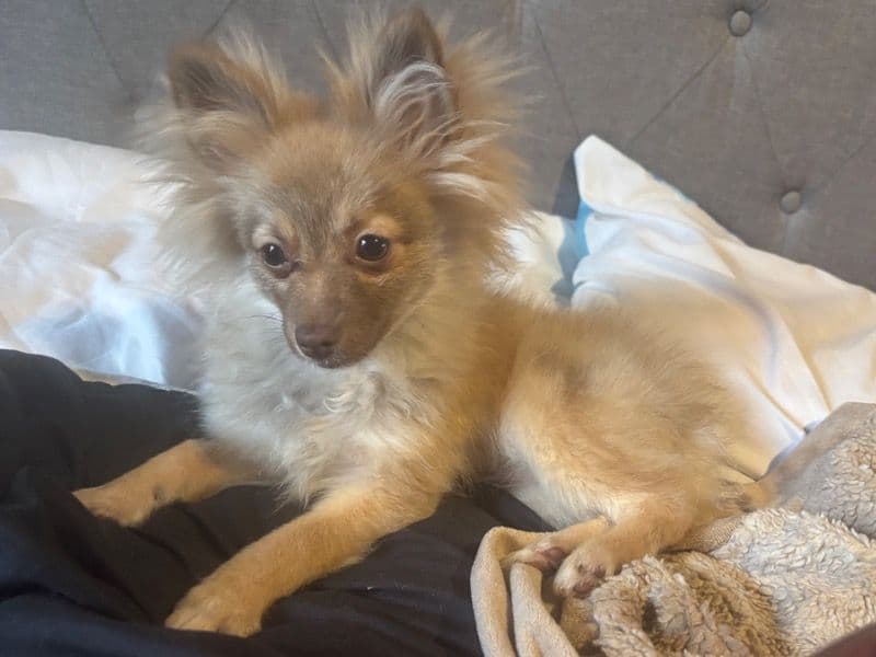 Kash - Pomeranian | Petmeetly